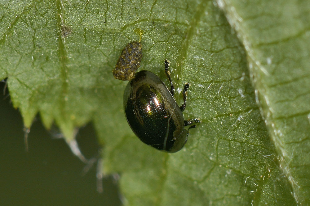 Oomorphus concolor, Chrysomelidae. 